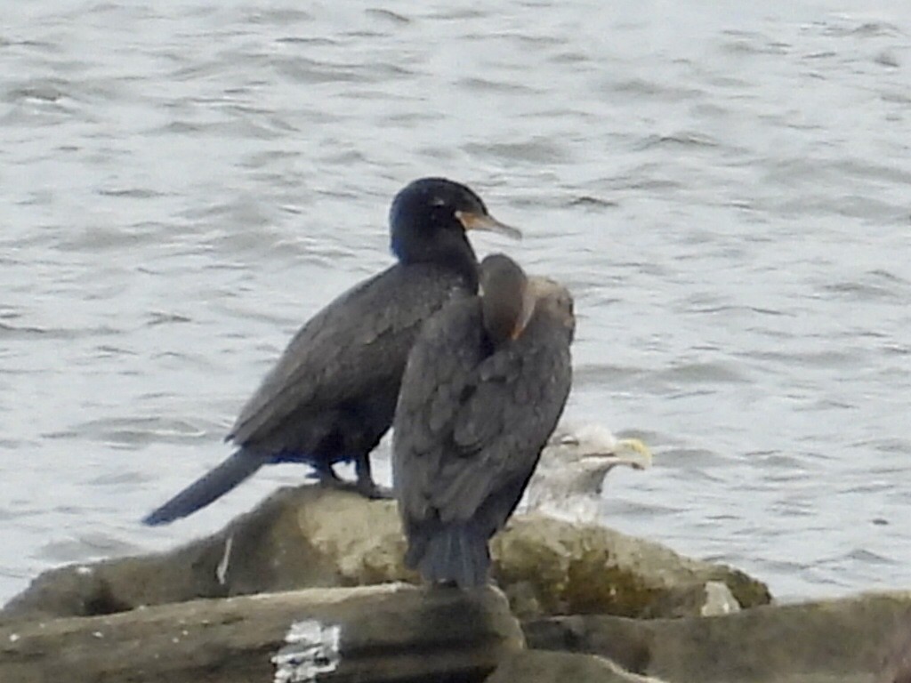 Neotropic Cormorant - ML624077857