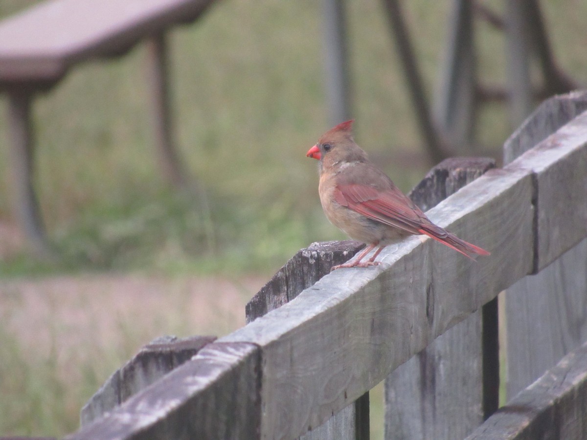 Northern Cardinal - ML624077862