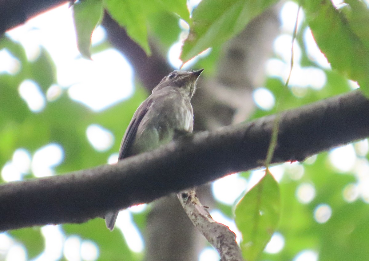 Dark-sided Flycatcher (Siberian) - ML624077888