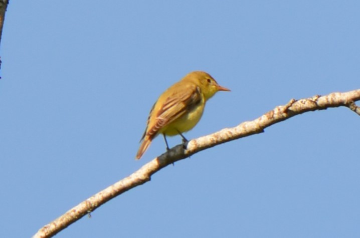 Icterine Warbler - Richard Rae