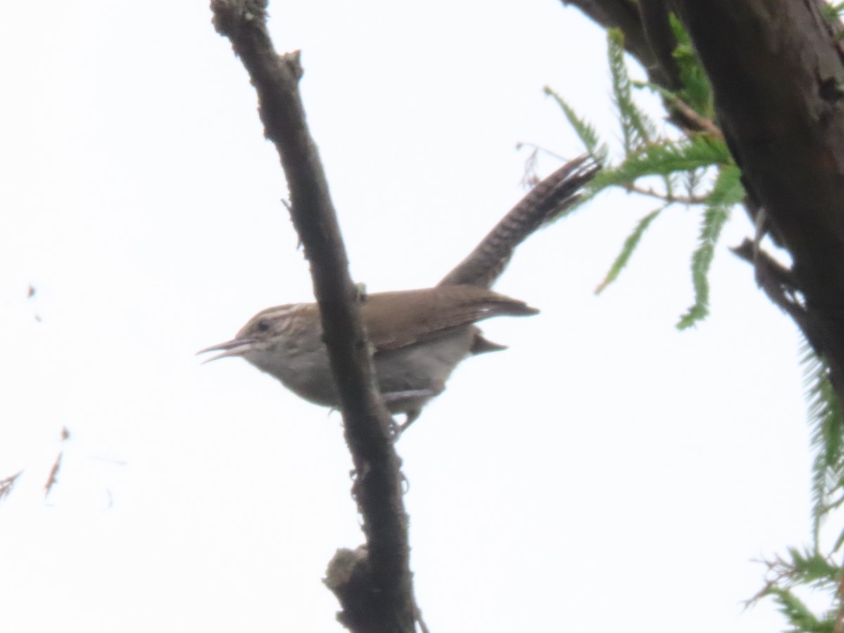 Bewick's Wren - ML624077926