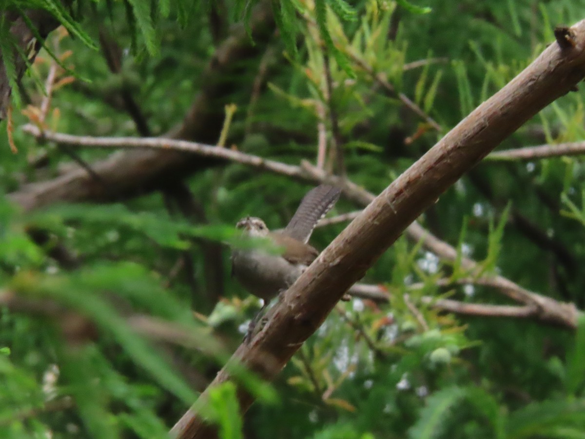 Bewick's Wren - ML624077927