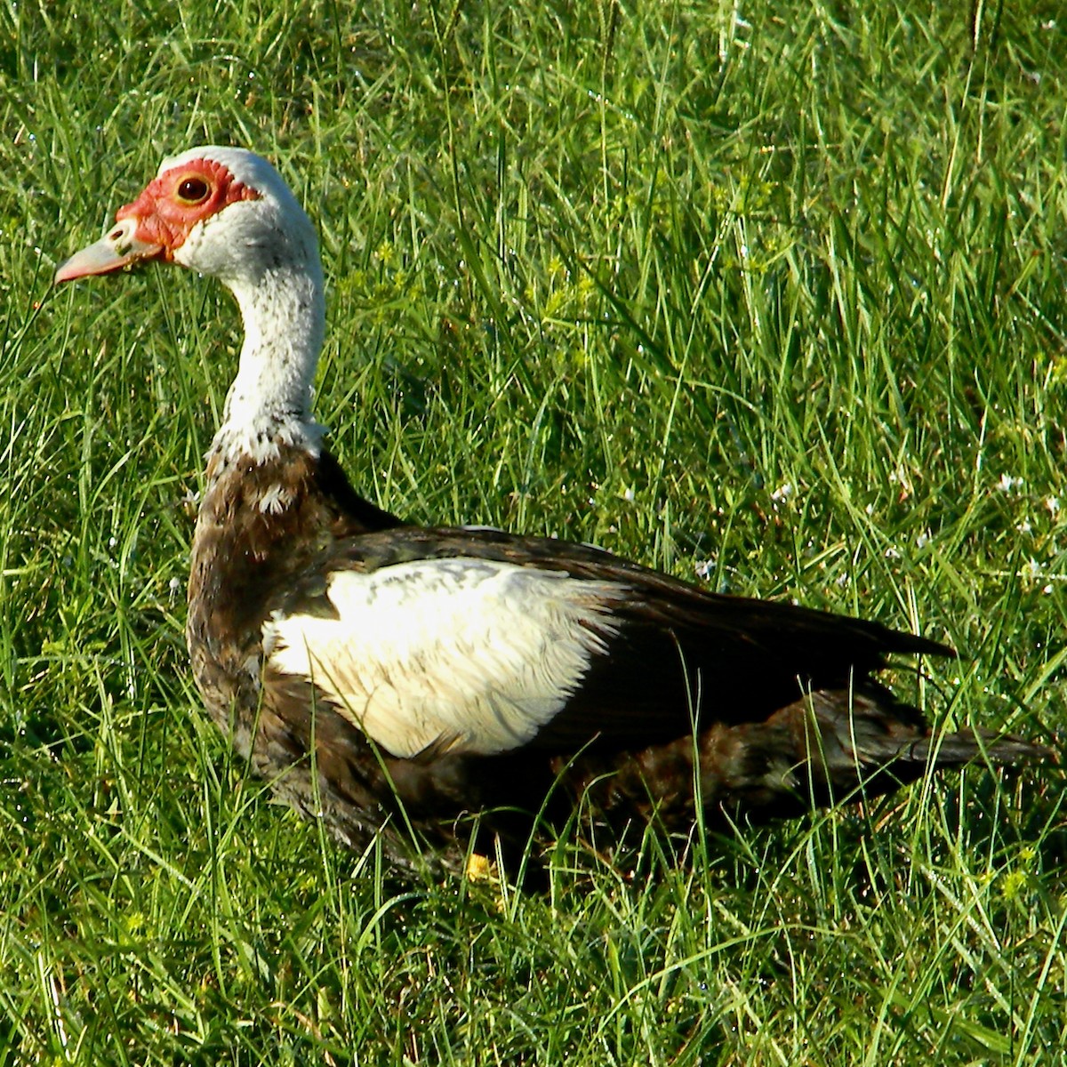 Muscovy Duck (Domestic type) - ML624077938