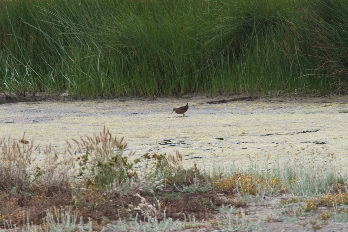 Virginia Rail - ML624077951