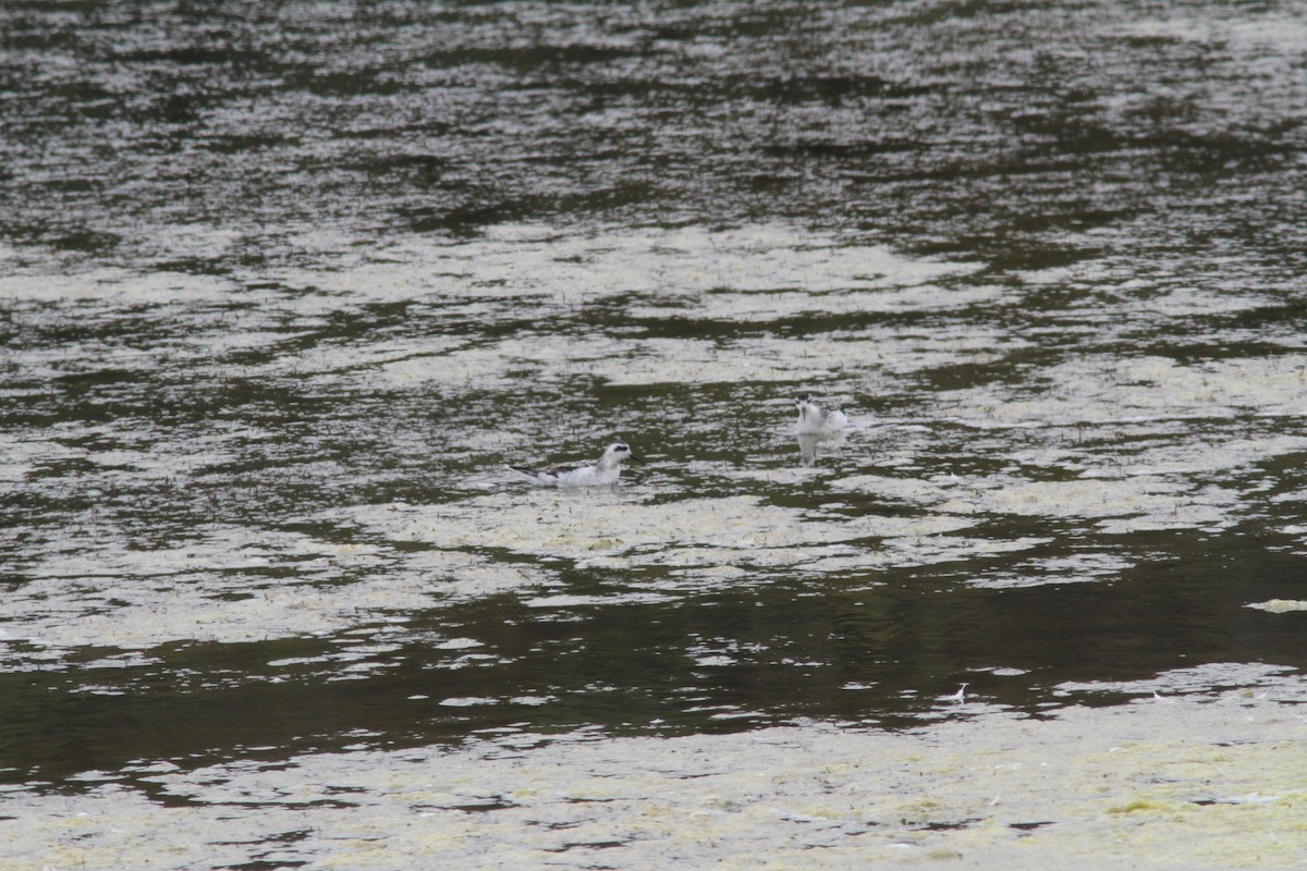 Red-necked Phalarope - ML624077955