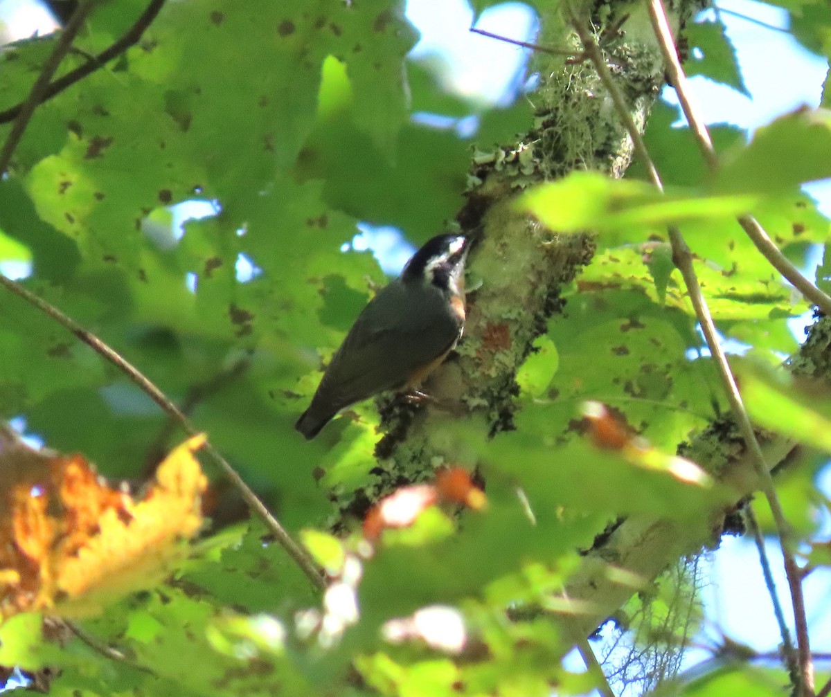 Red-breasted Nuthatch - ML624077957