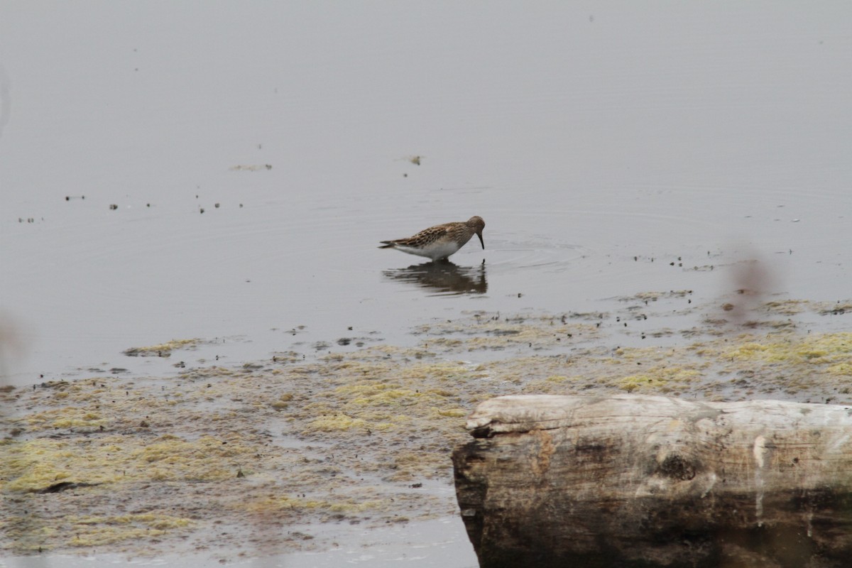 Pectoral Sandpiper - ML624077958