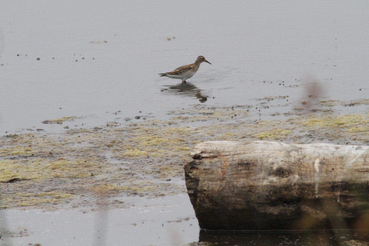 Pectoral Sandpiper - ML624077959