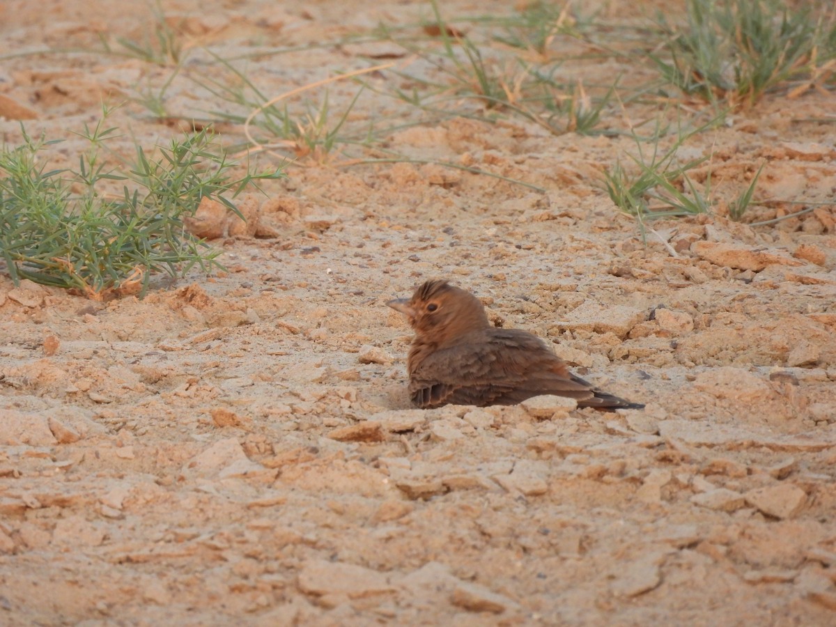 Rufous-tailed Lark - ML624077998