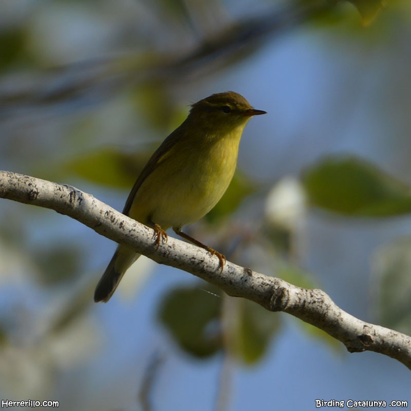 Willow Warbler - Enric Pàmies