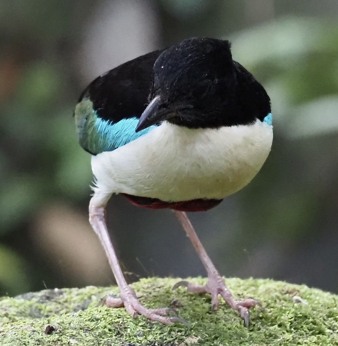 Ivory-breasted Pitta - ML624078028