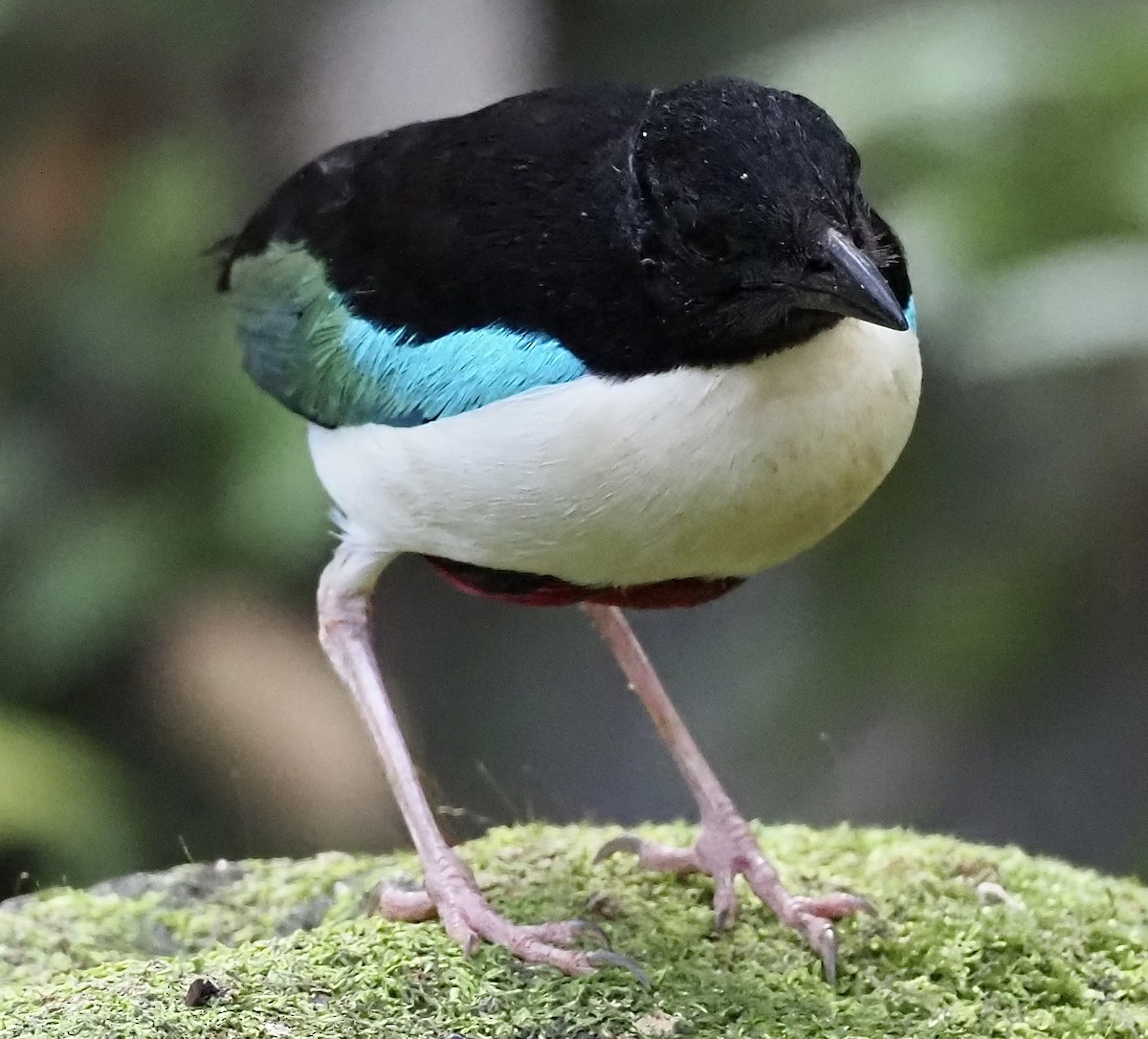 Ivory-breasted Pitta - ML624078029