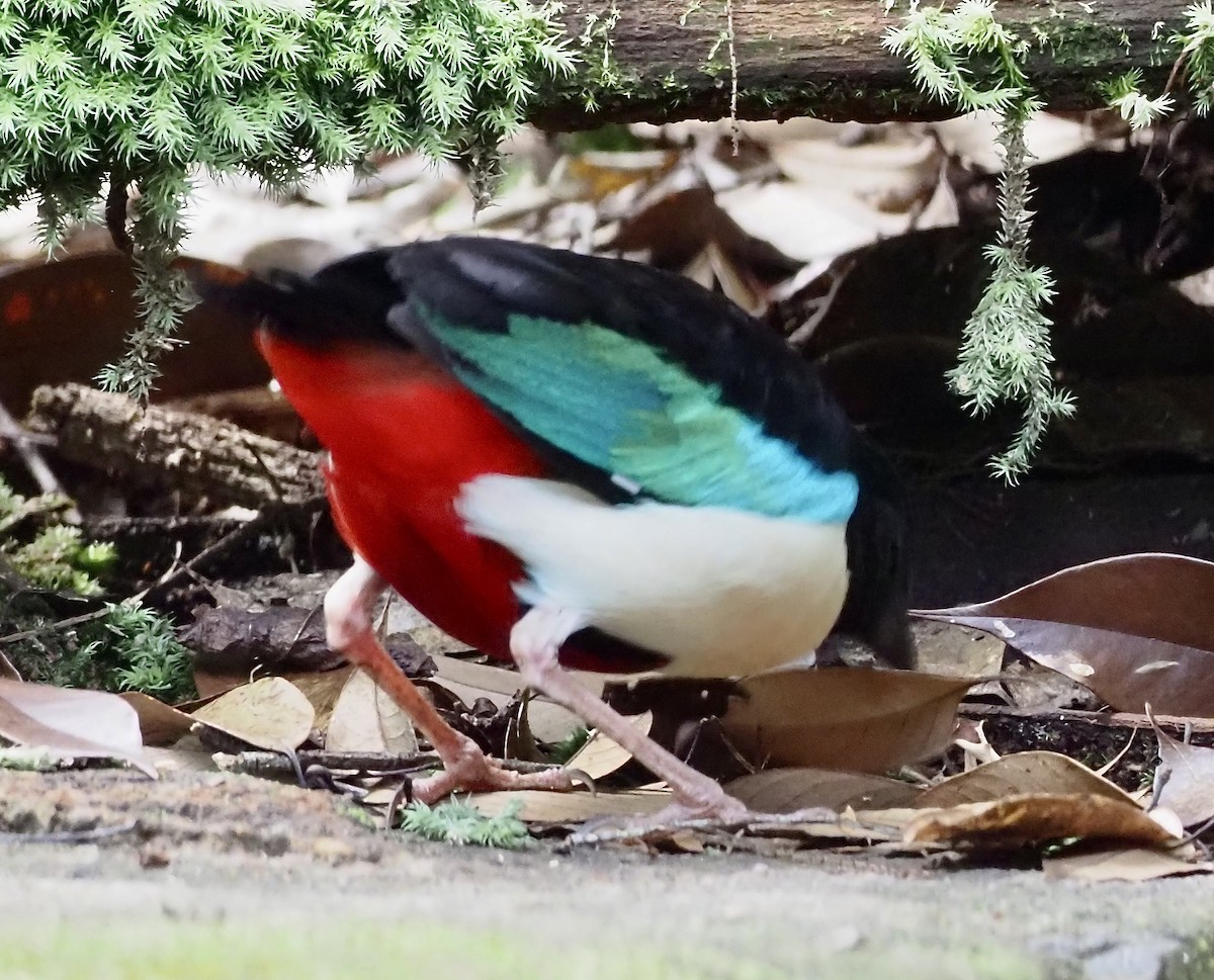 Ivory-breasted Pitta - ML624078030