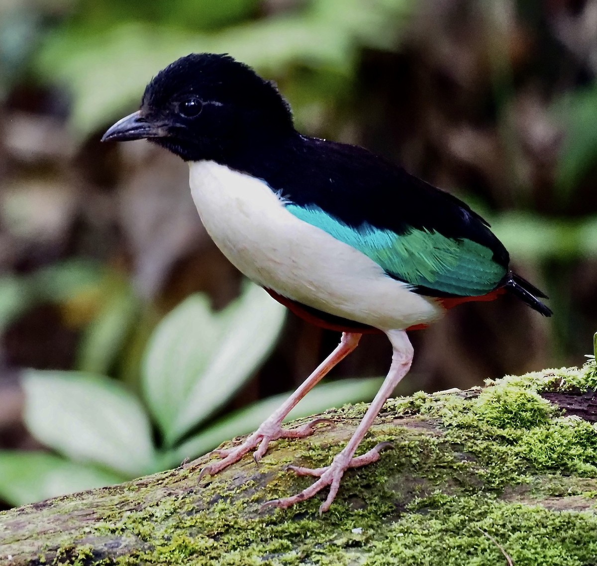 Ivory-breasted Pitta - ML624078031