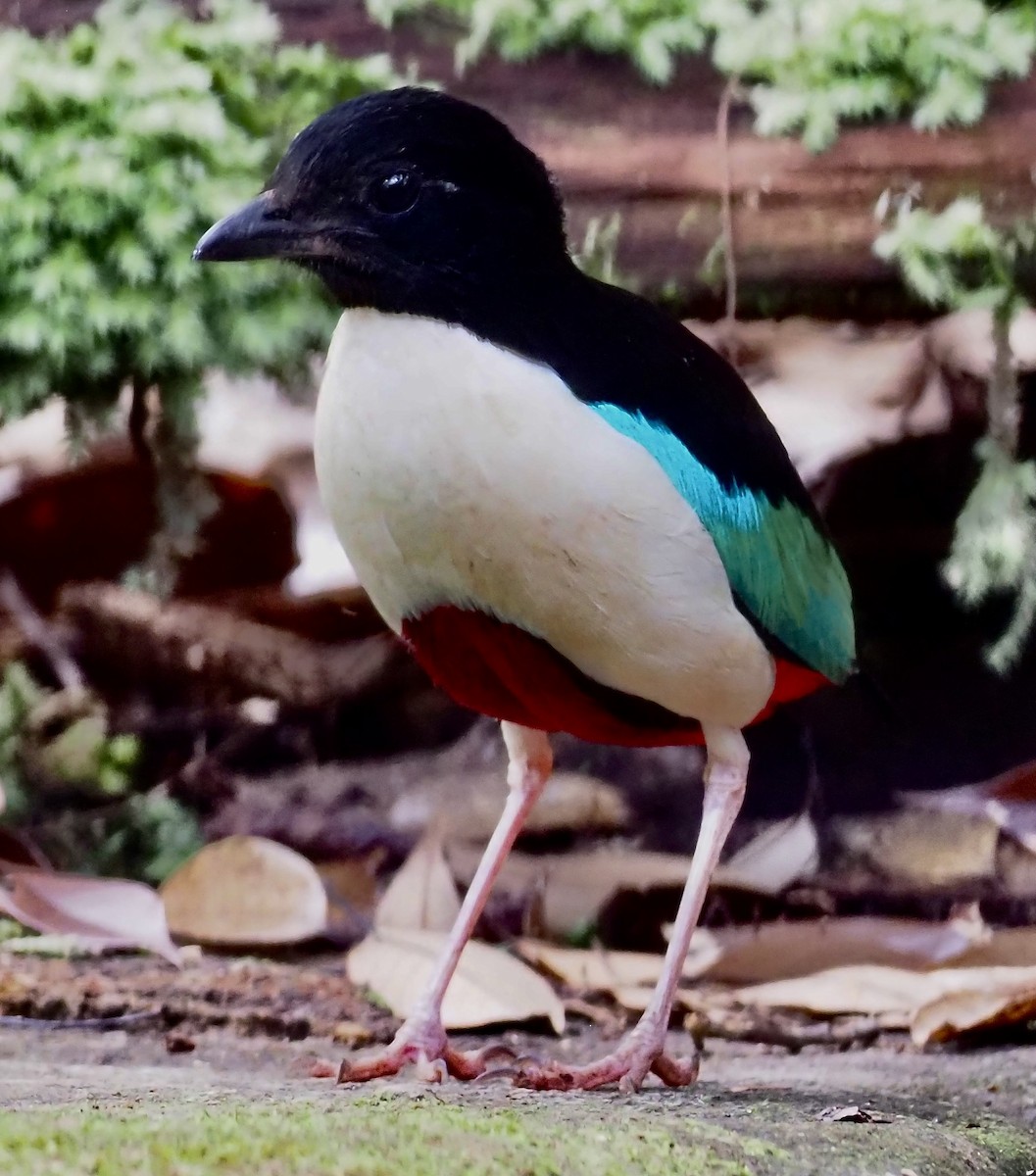 Ivory-breasted Pitta - ML624078032