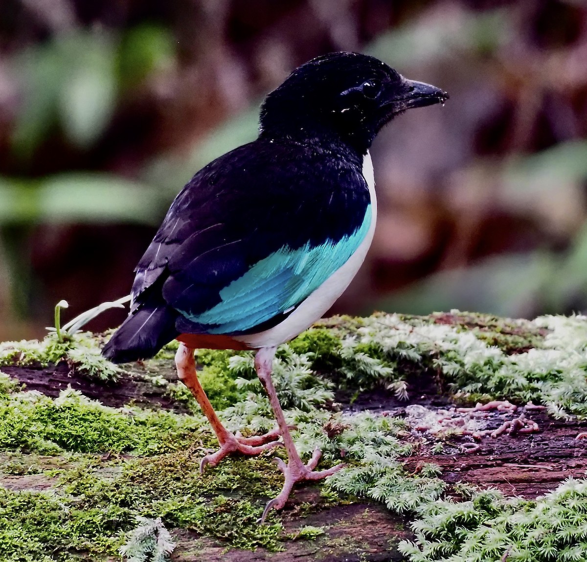 Ivory-breasted Pitta - ML624078033