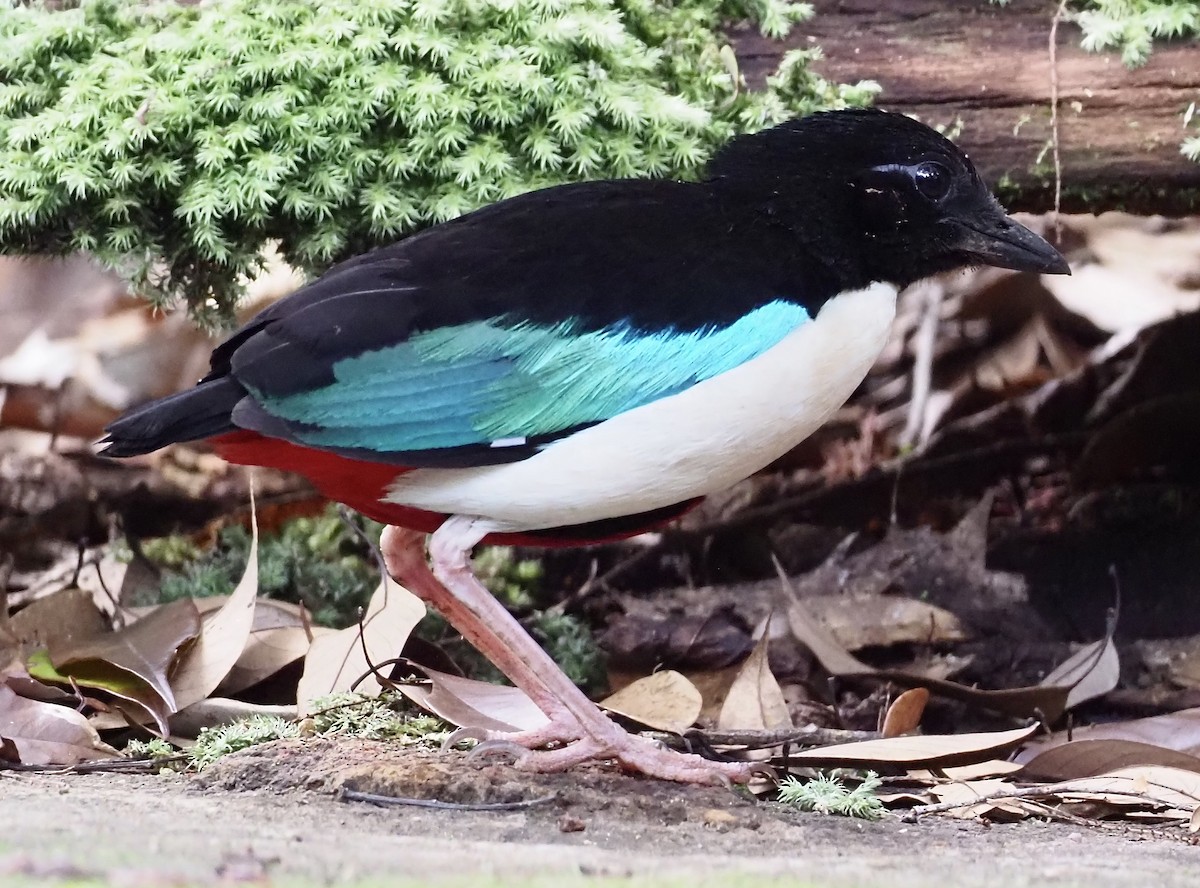 Ivory-breasted Pitta - ML624078034