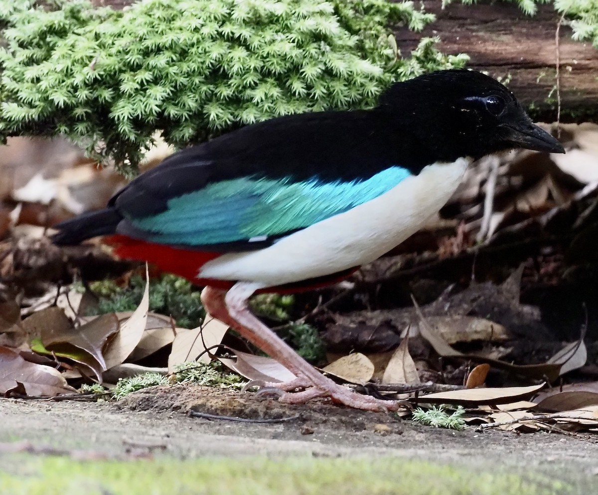 Ivory-breasted Pitta - ML624078036