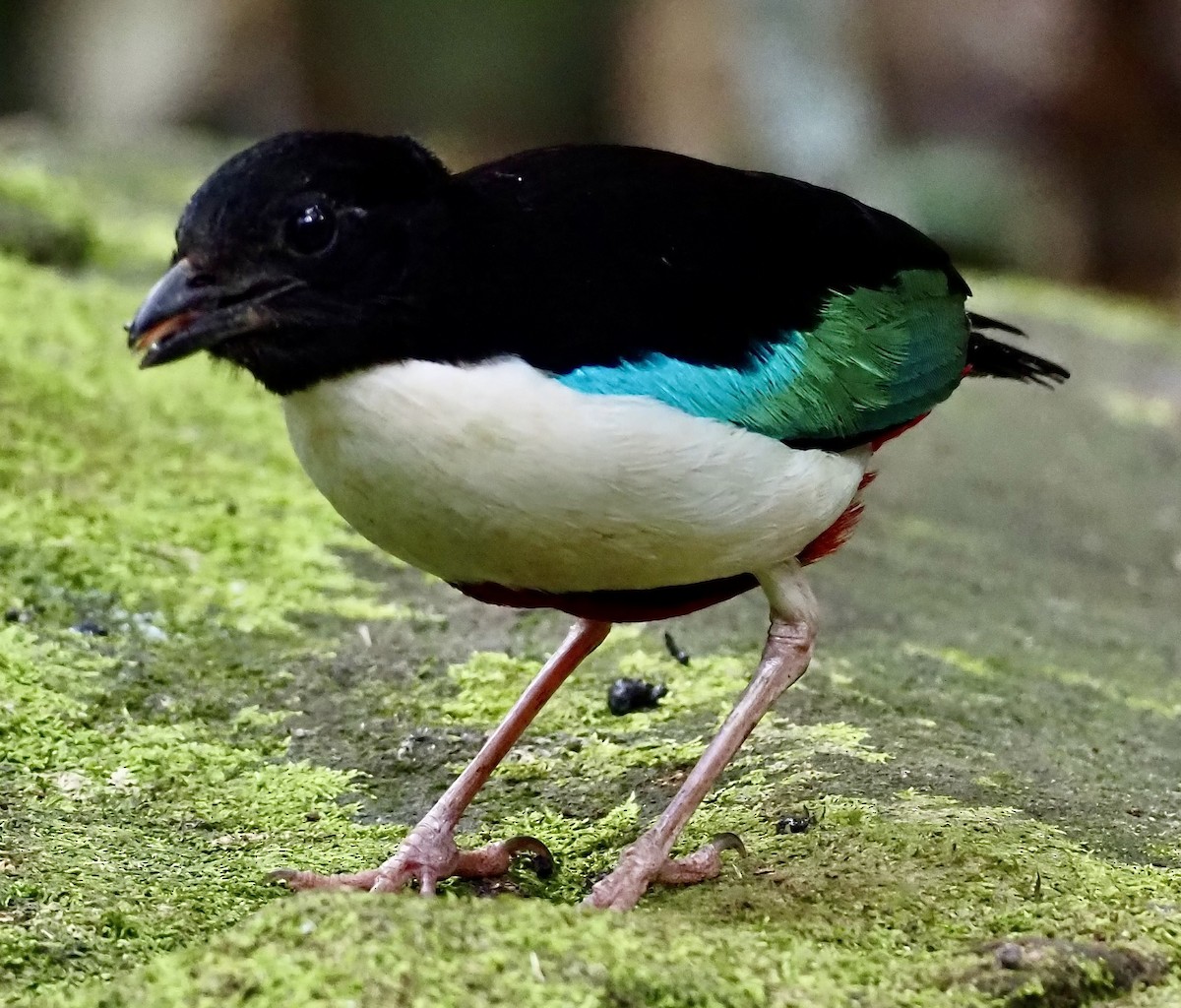 Ivory-breasted Pitta - ML624078037