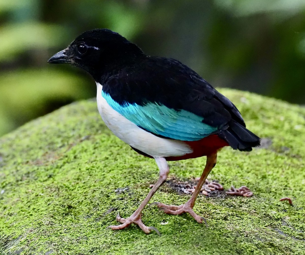 Ivory-breasted Pitta - ML624078038