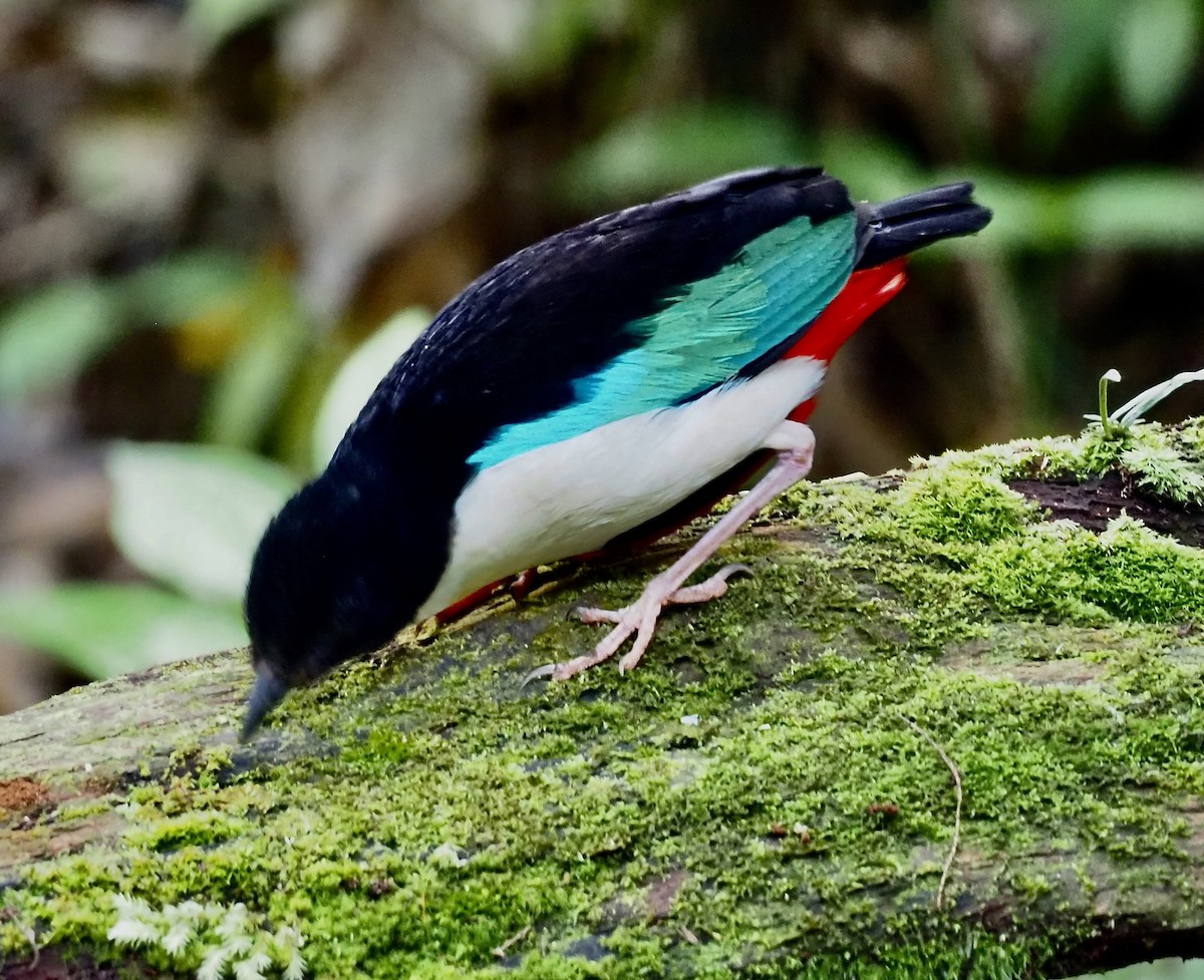 Ivory-breasted Pitta - ML624078040