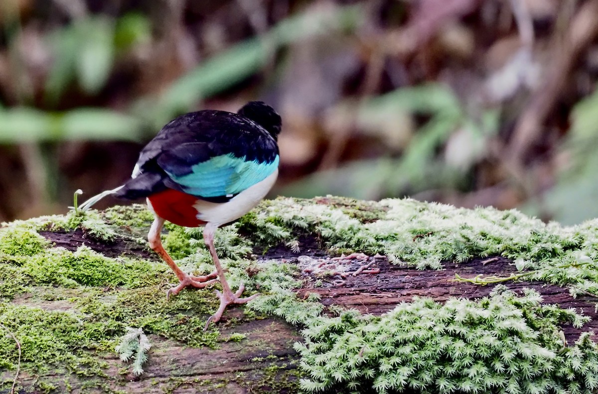 Ivory-breasted Pitta - 芳色 林