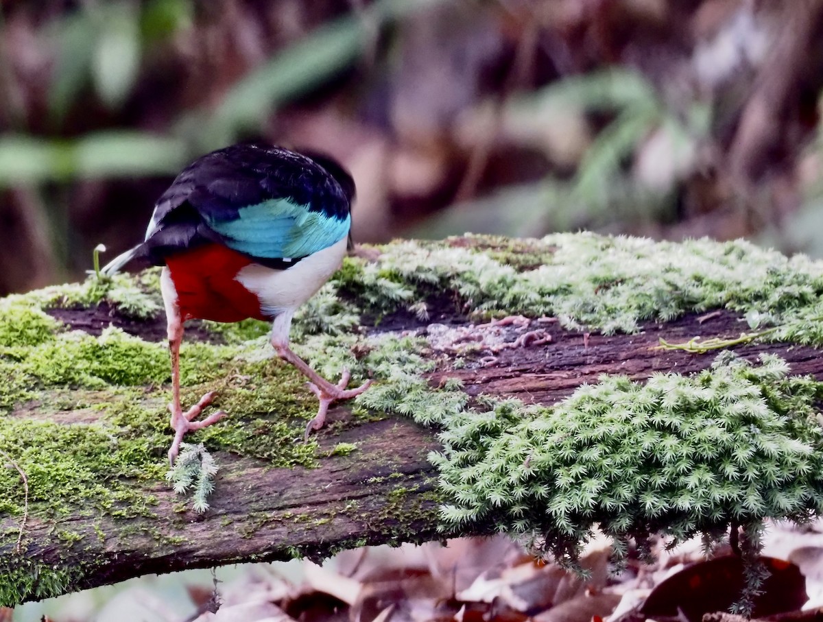 Ivory-breasted Pitta - 芳色 林