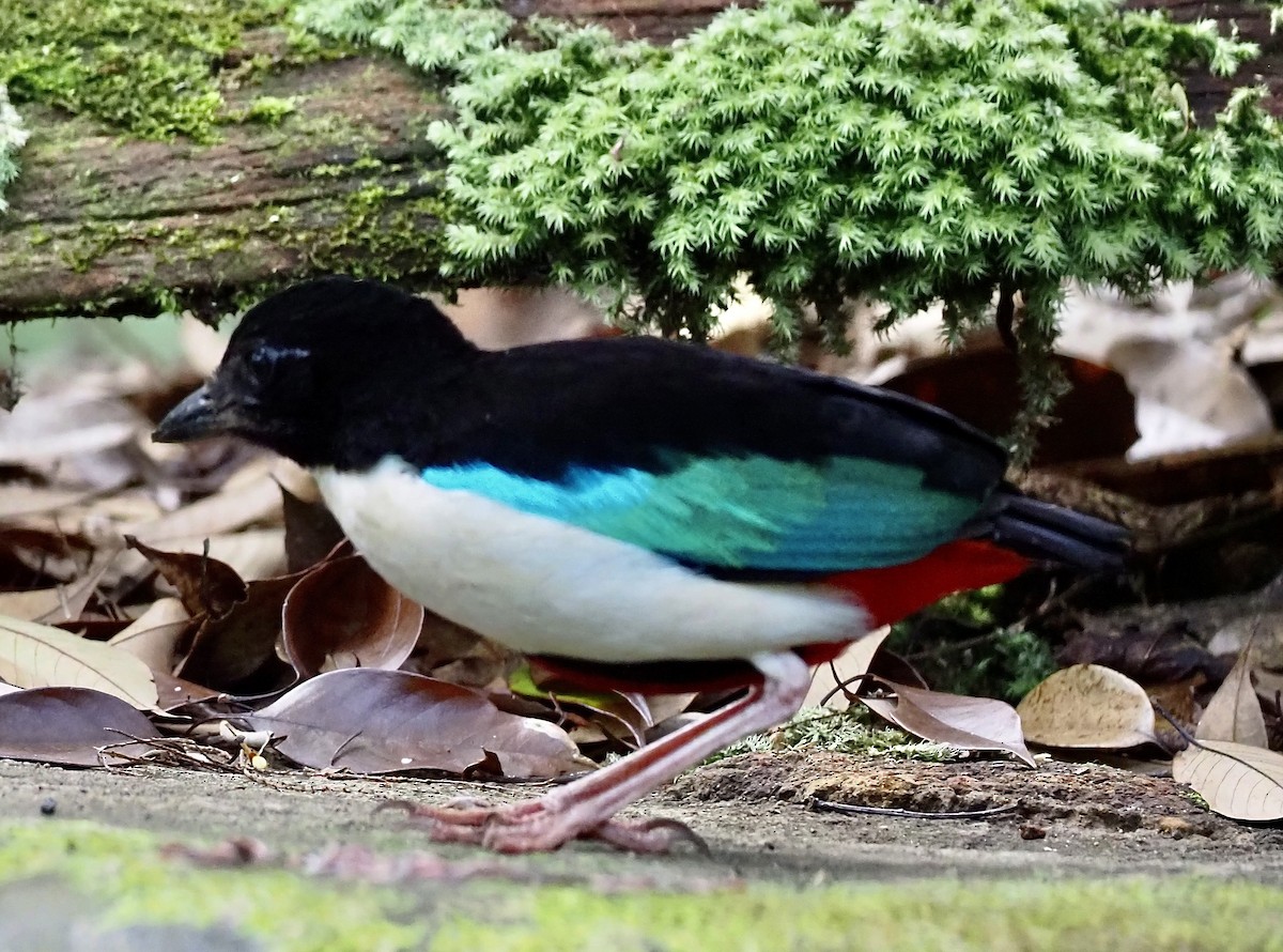 Ivory-breasted Pitta - ML624078043