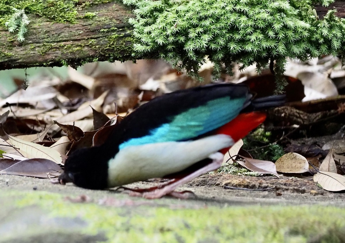 Ivory-breasted Pitta - ML624078044