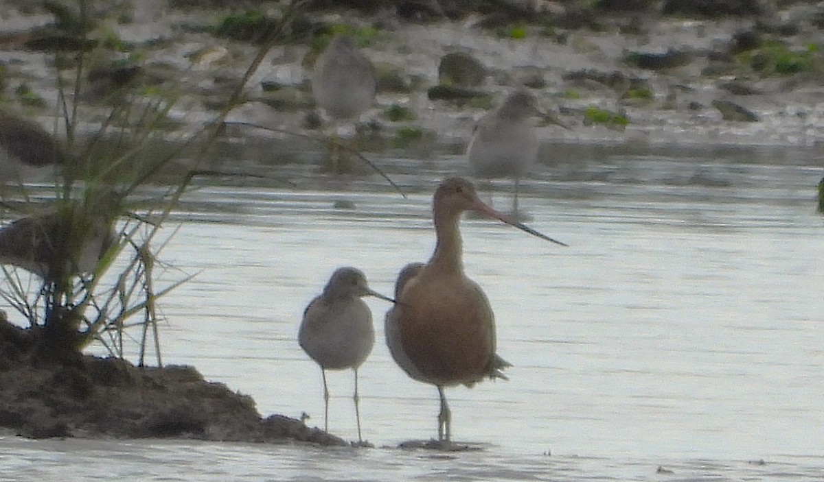 Marbled Godwit - ML624078076