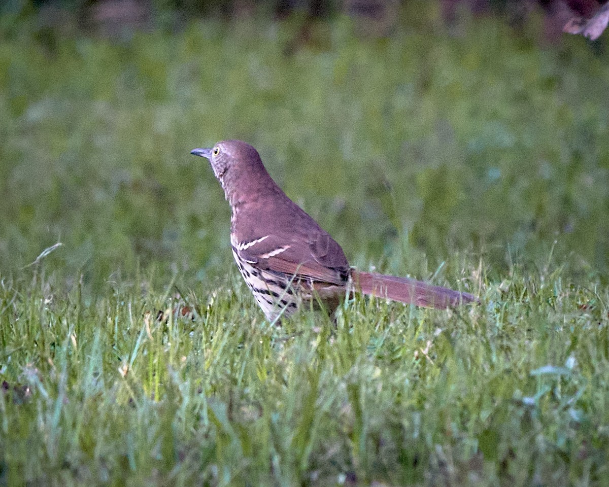 Brown Thrasher - ML624078081