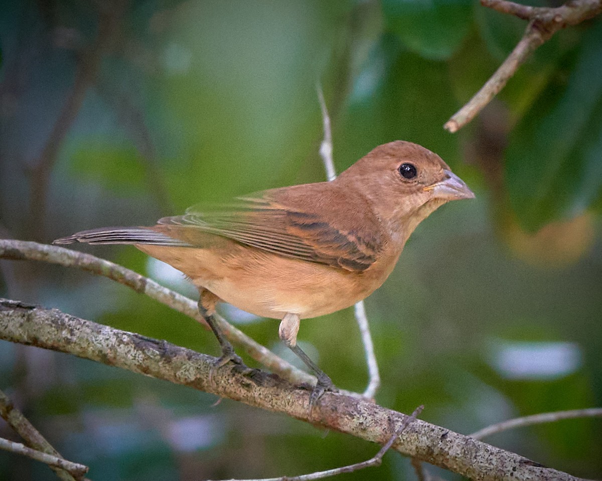 Indigo Bunting - ML624078088