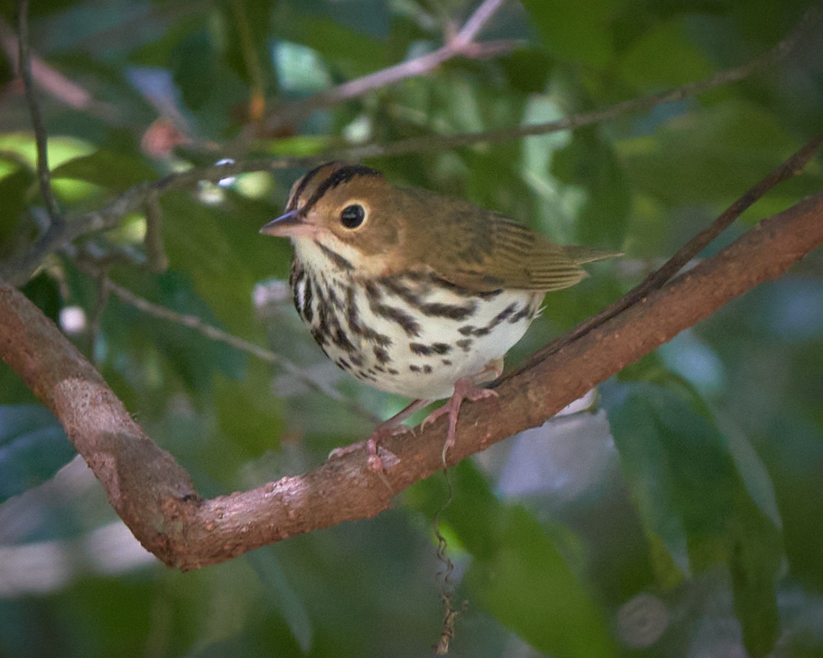 Ovenbird - ML624078117