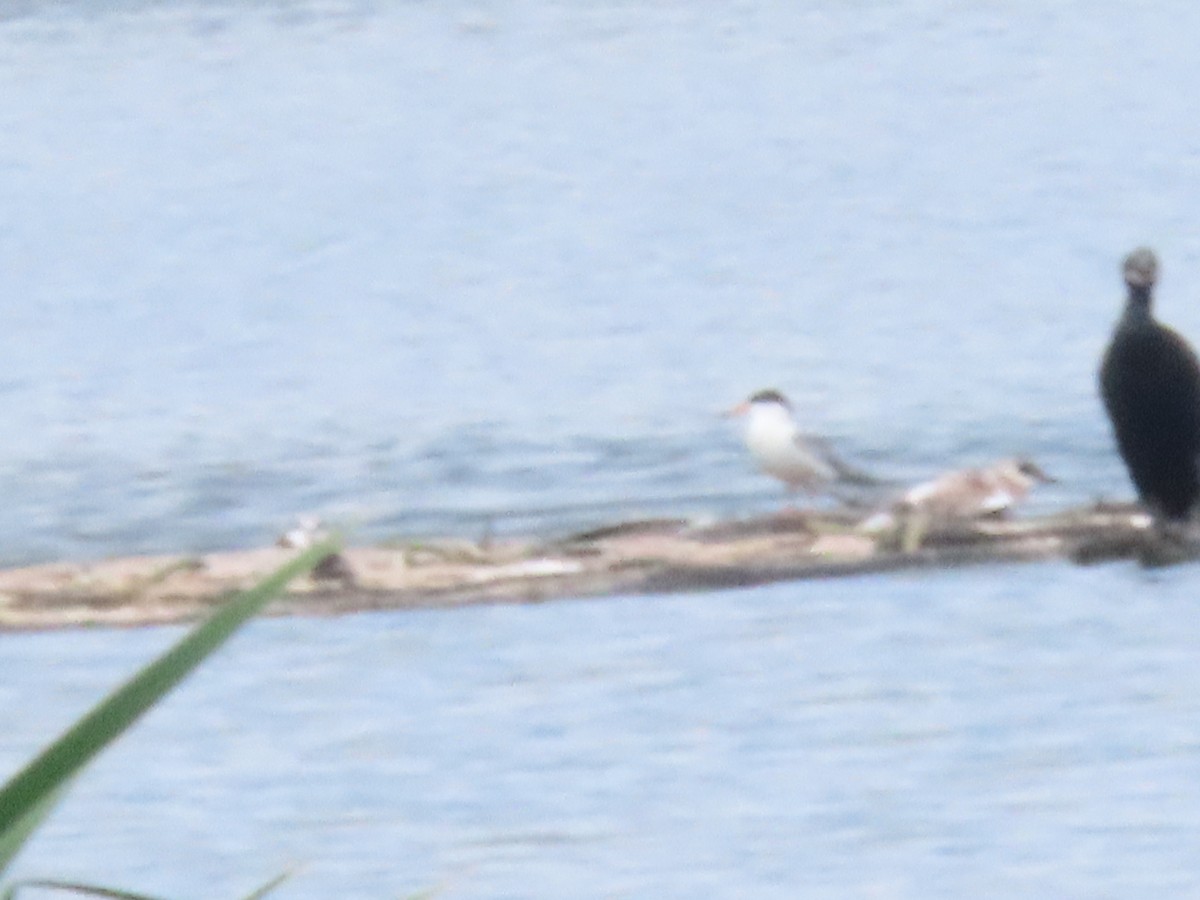 Forster's Tern - ML624078201