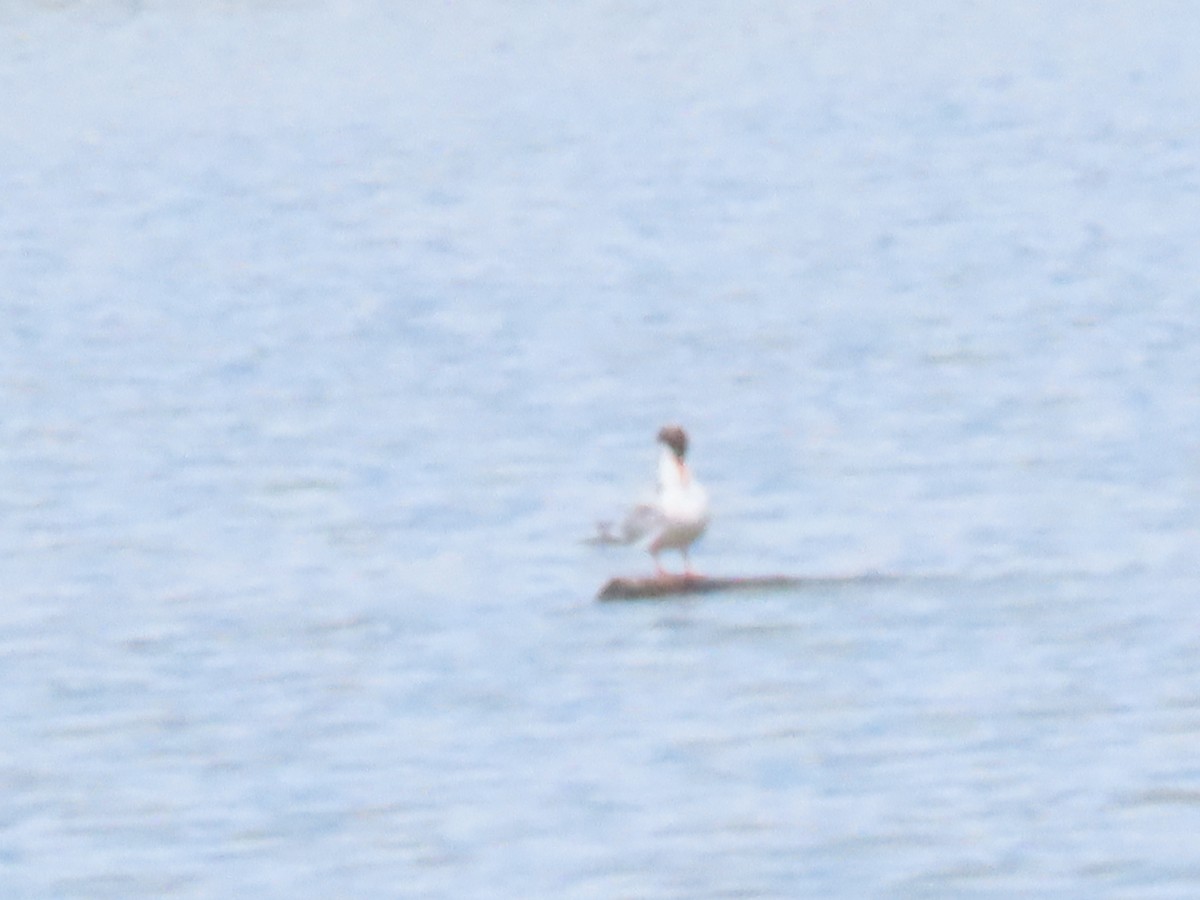 Forster's Tern - ML624078202