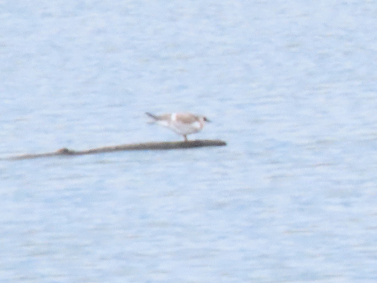 Forster's Tern - ML624078203