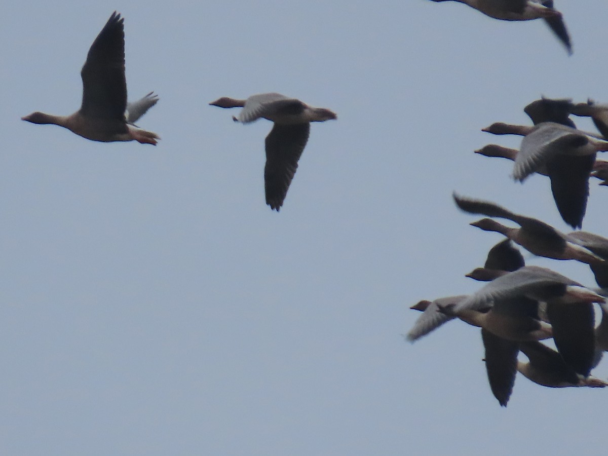 Pink-footed Goose - ML624078207