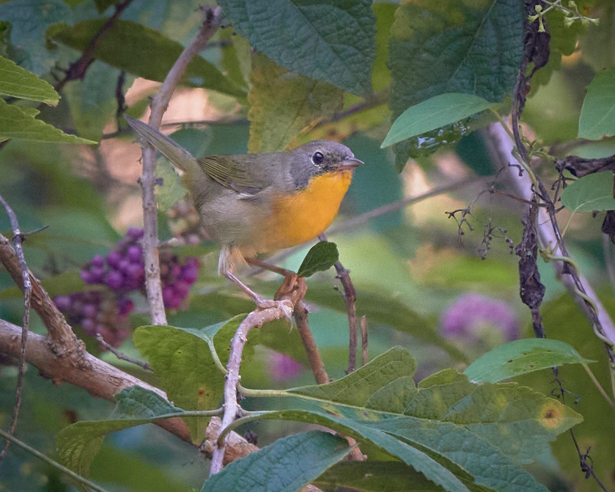 Common Yellowthroat - ML624078236