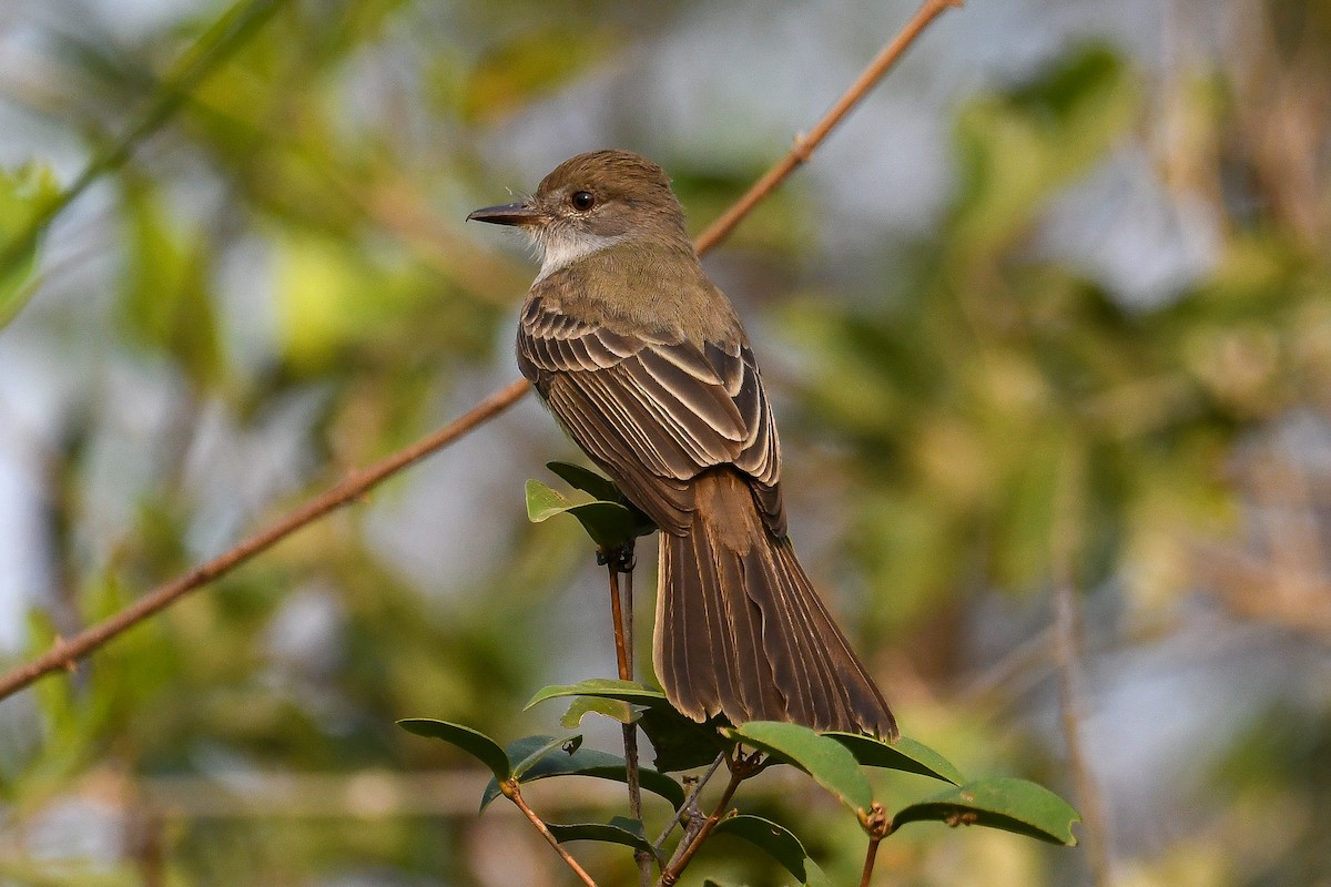 Short-crested Flycatcher - ML624078264