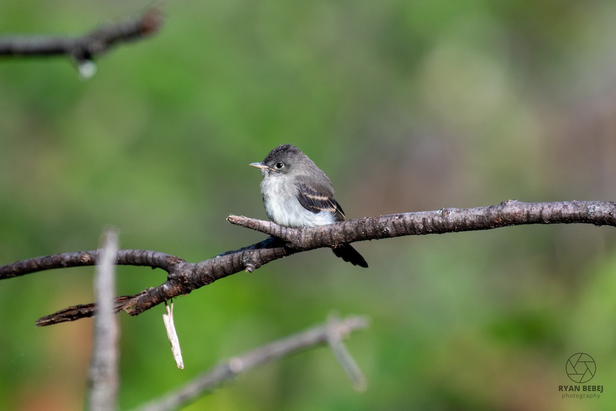 Eastern Wood-Pewee - ML624078298