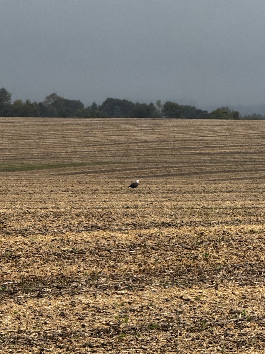 Bald Eagle - ML624078364