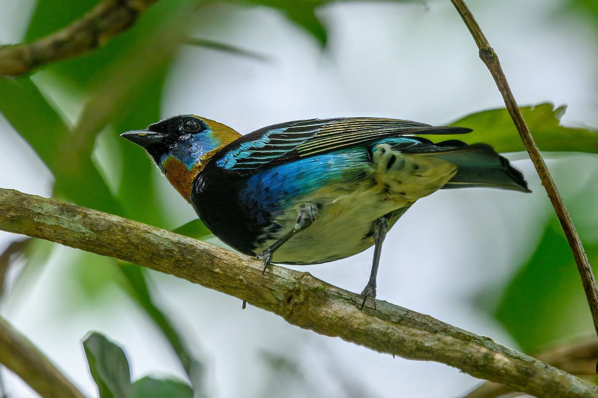 Golden-hooded Tanager - ML624078412