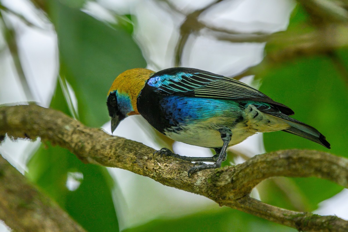 Golden-hooded Tanager - ML624078413