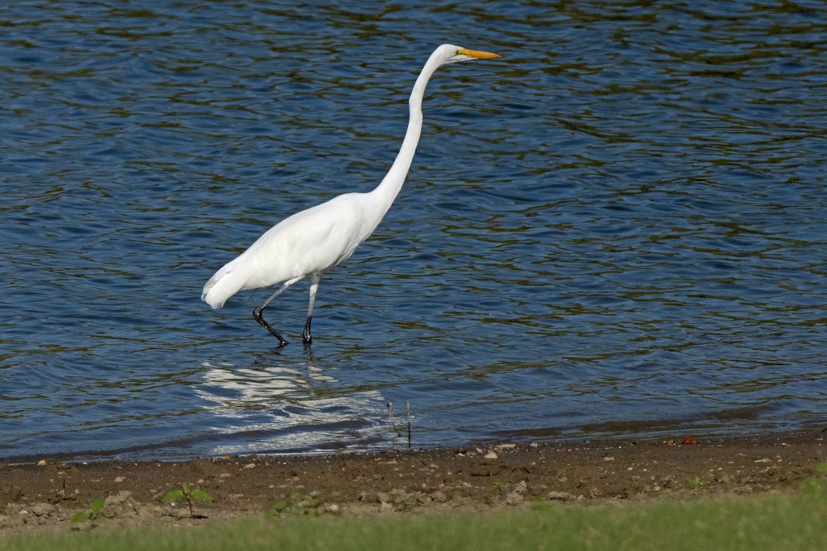 Great Egret - Dale Bargmann