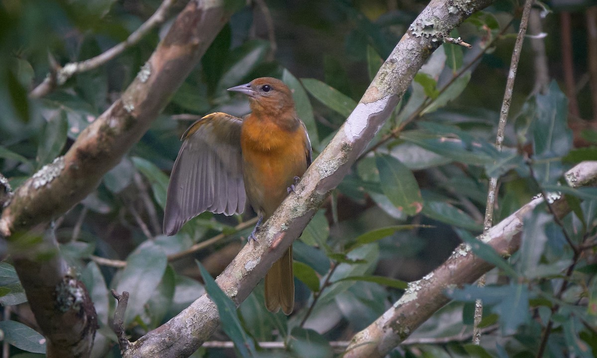 Baltimore Oriole - ML624078426