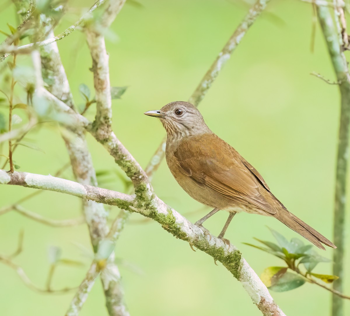 Pale-breasted Thrush - ML624078452