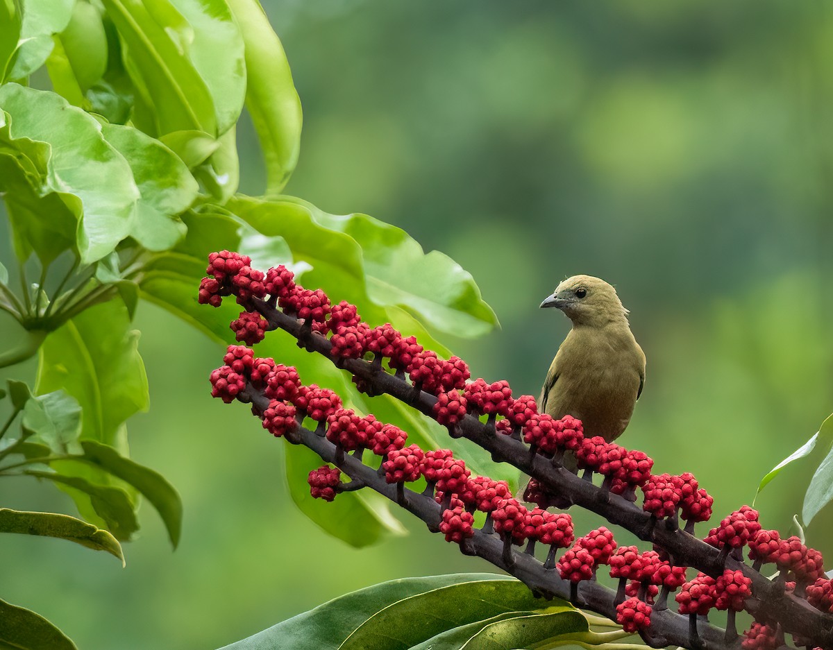 Palm Tanager - ML624078458