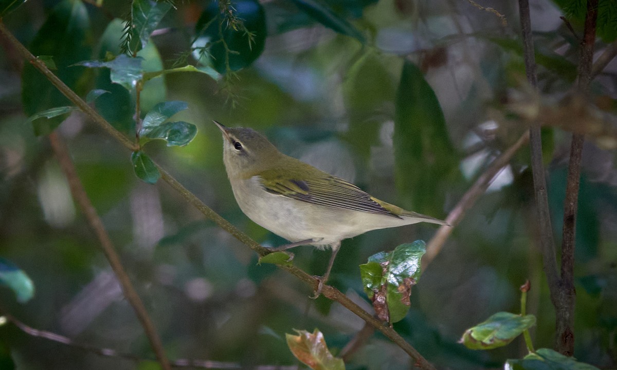 Tennessee Warbler - ML624078466