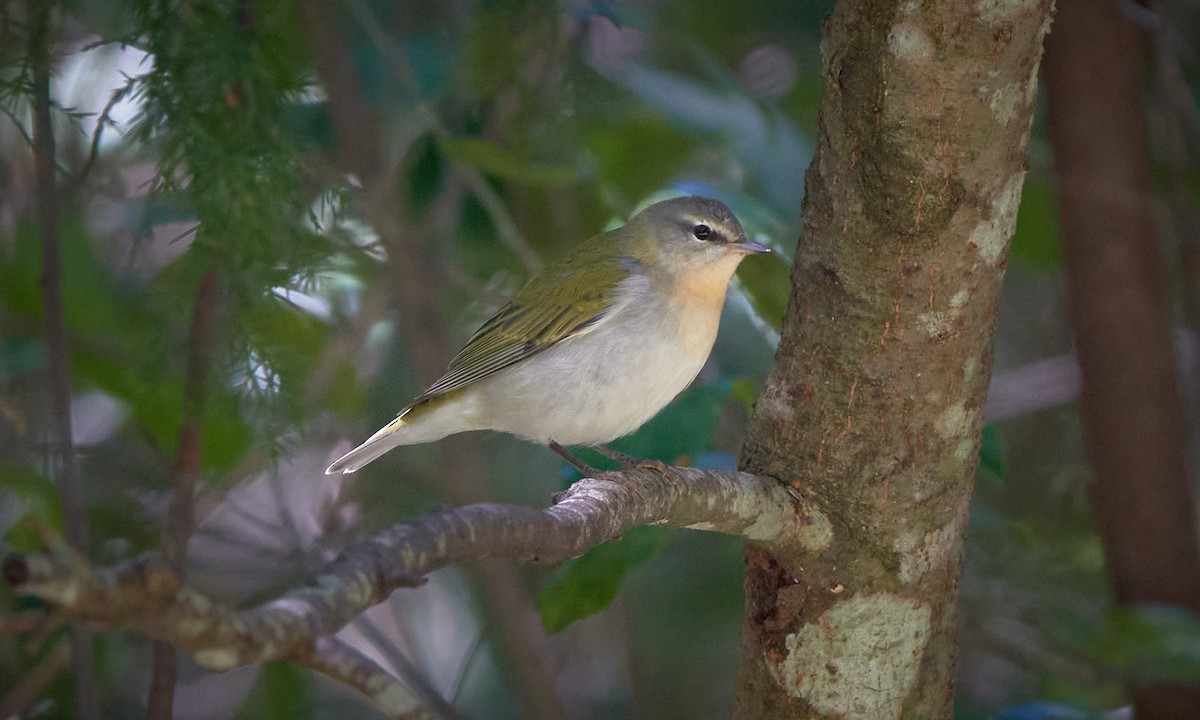 Tennessee Warbler - ML624078467