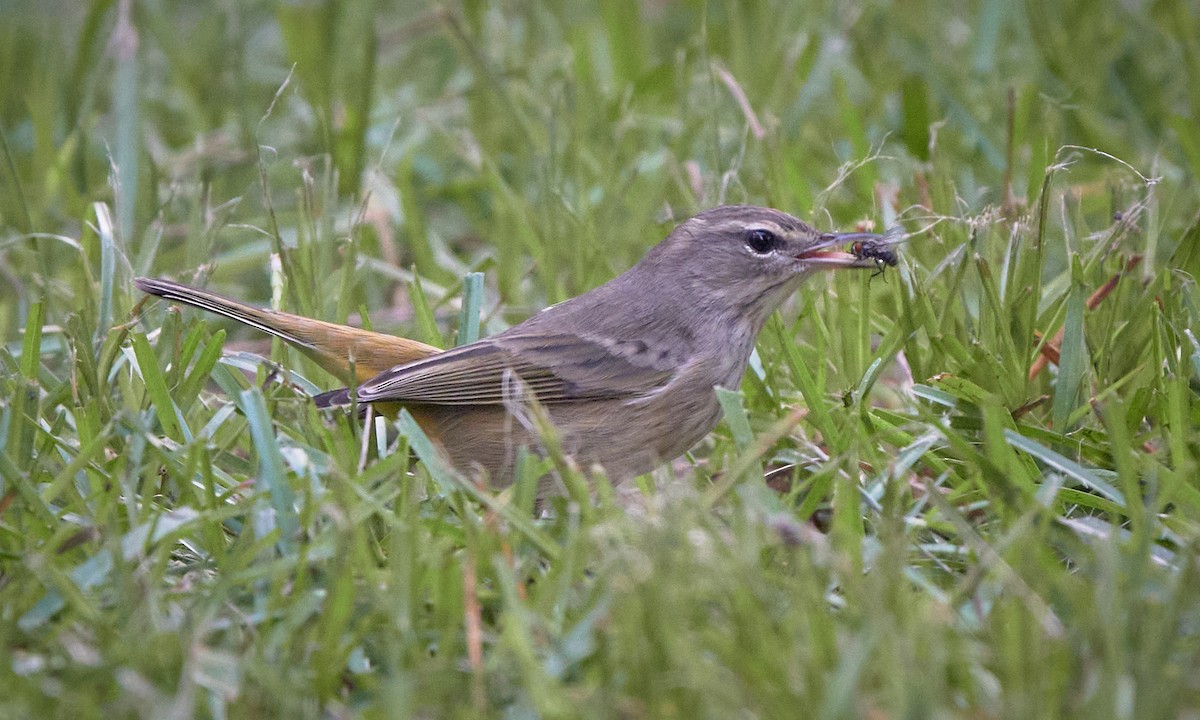 Palm Warbler - ML624078495